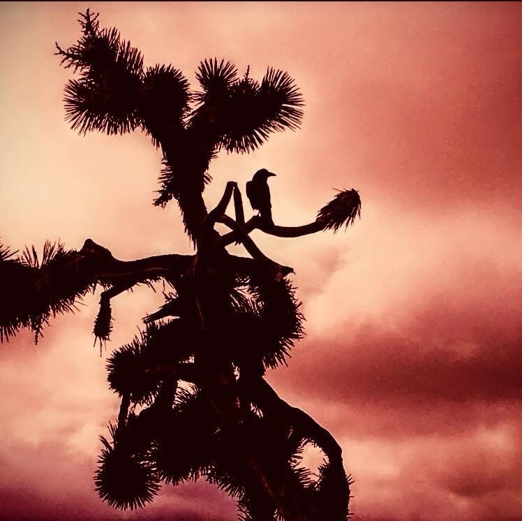 A raven perched in silhouette in the branches of a Joshua tree against a deep red sunset sky