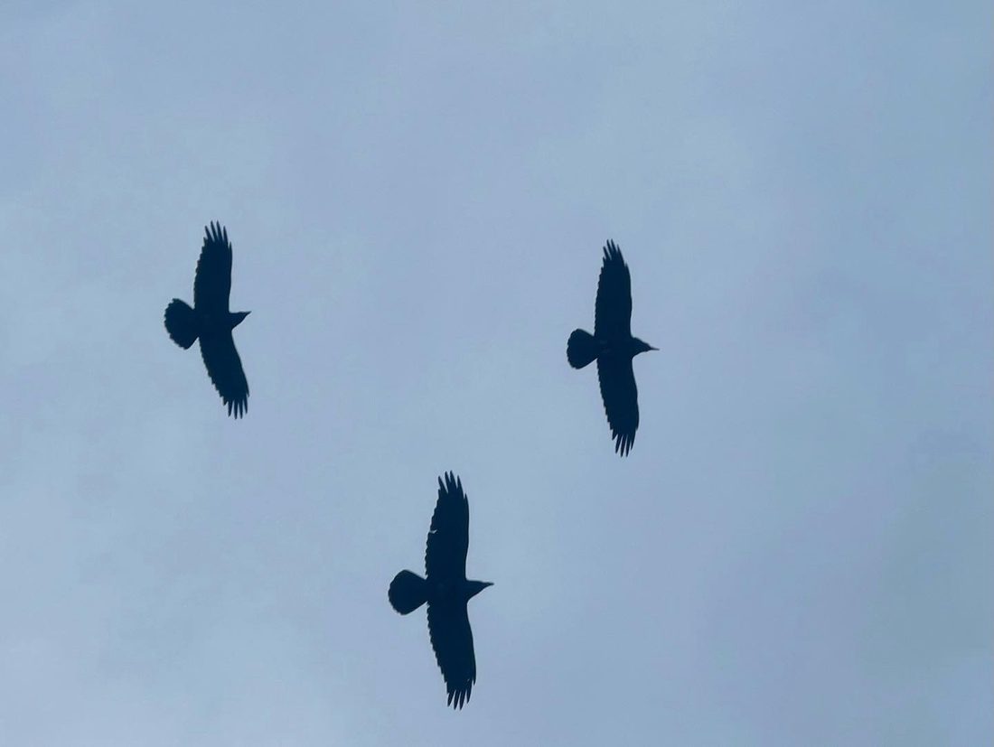 Three ravens soaring together against a pale sky